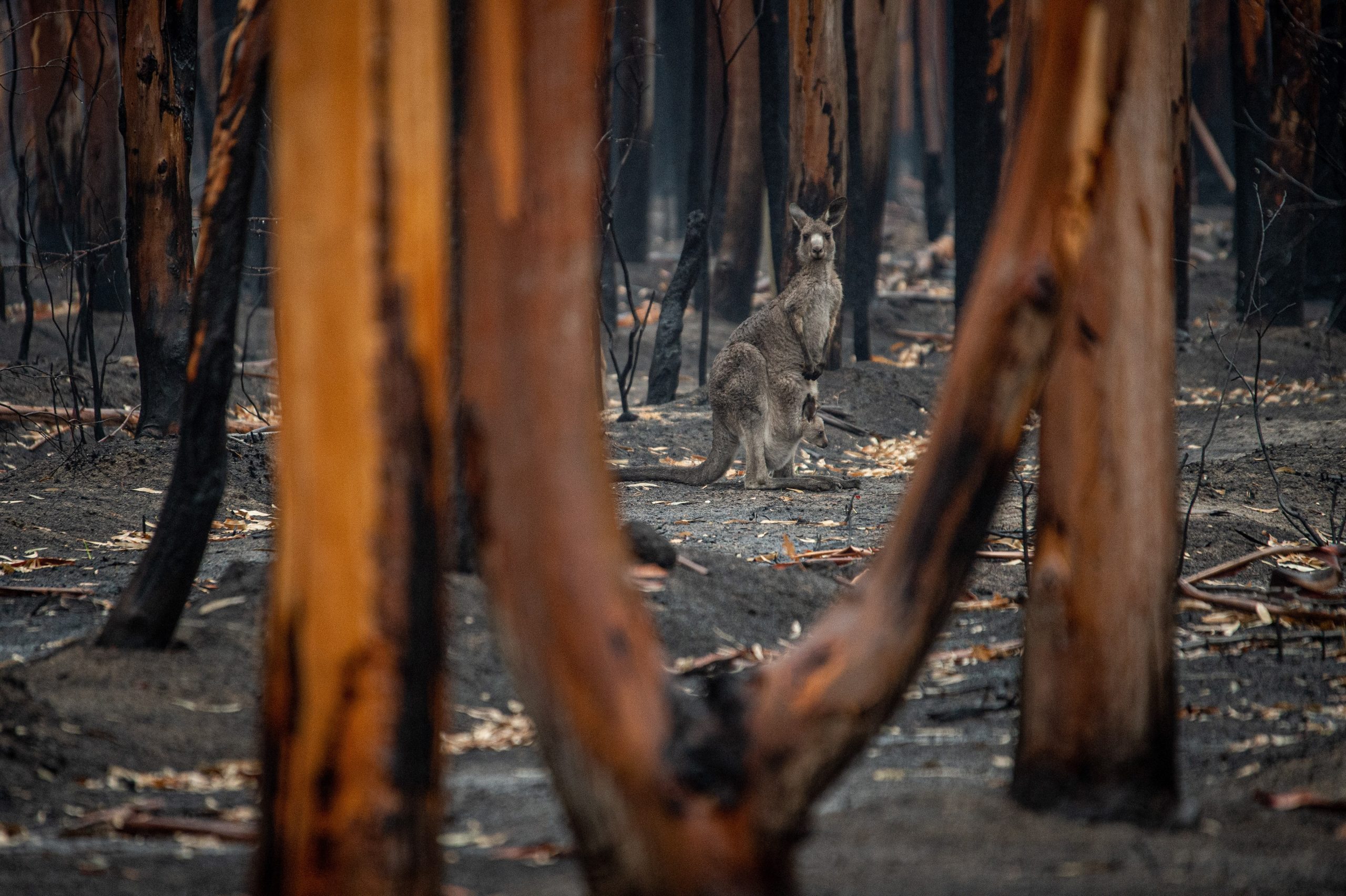 Kengūra ir jos mažylis, išgyvenę miško gaisrą Malakūtoje, Australijoje. Jo-Anne McArthur/ Unsplash.com nuotr.